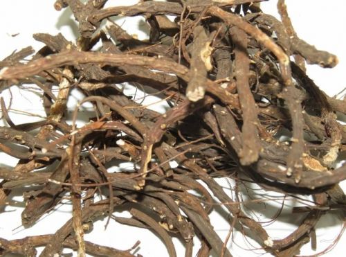 Корень лапчатки белой